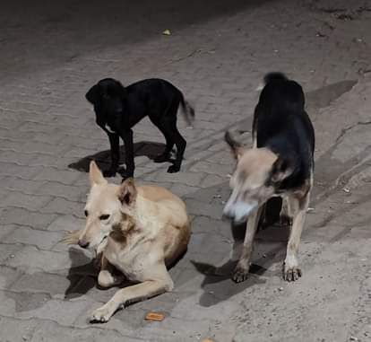 Stray dogs are increasing in Nakhrozpur, villagers are in panic.