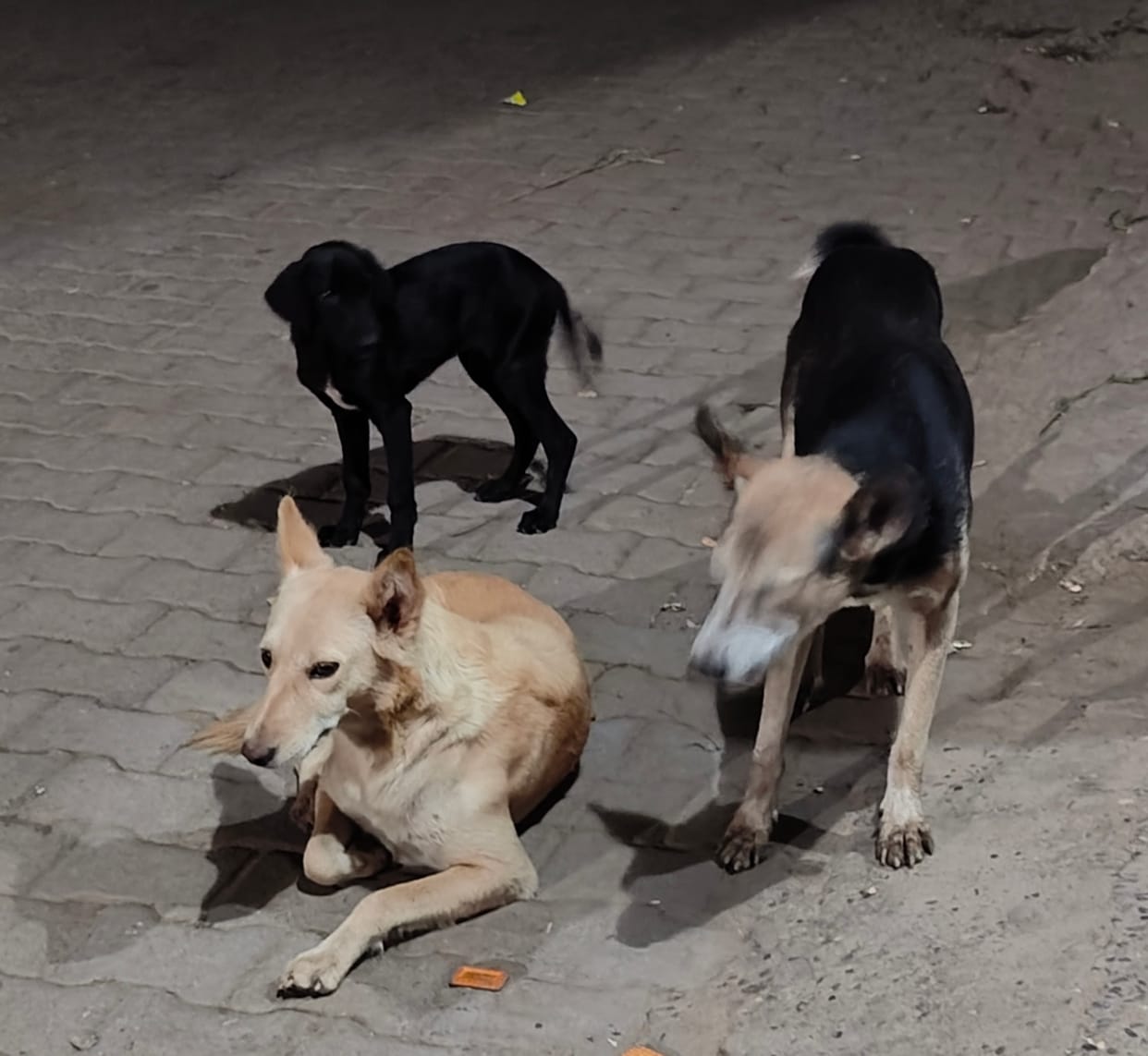Stray dogs are increasing in Nakhrozpur, villagers are in panic.