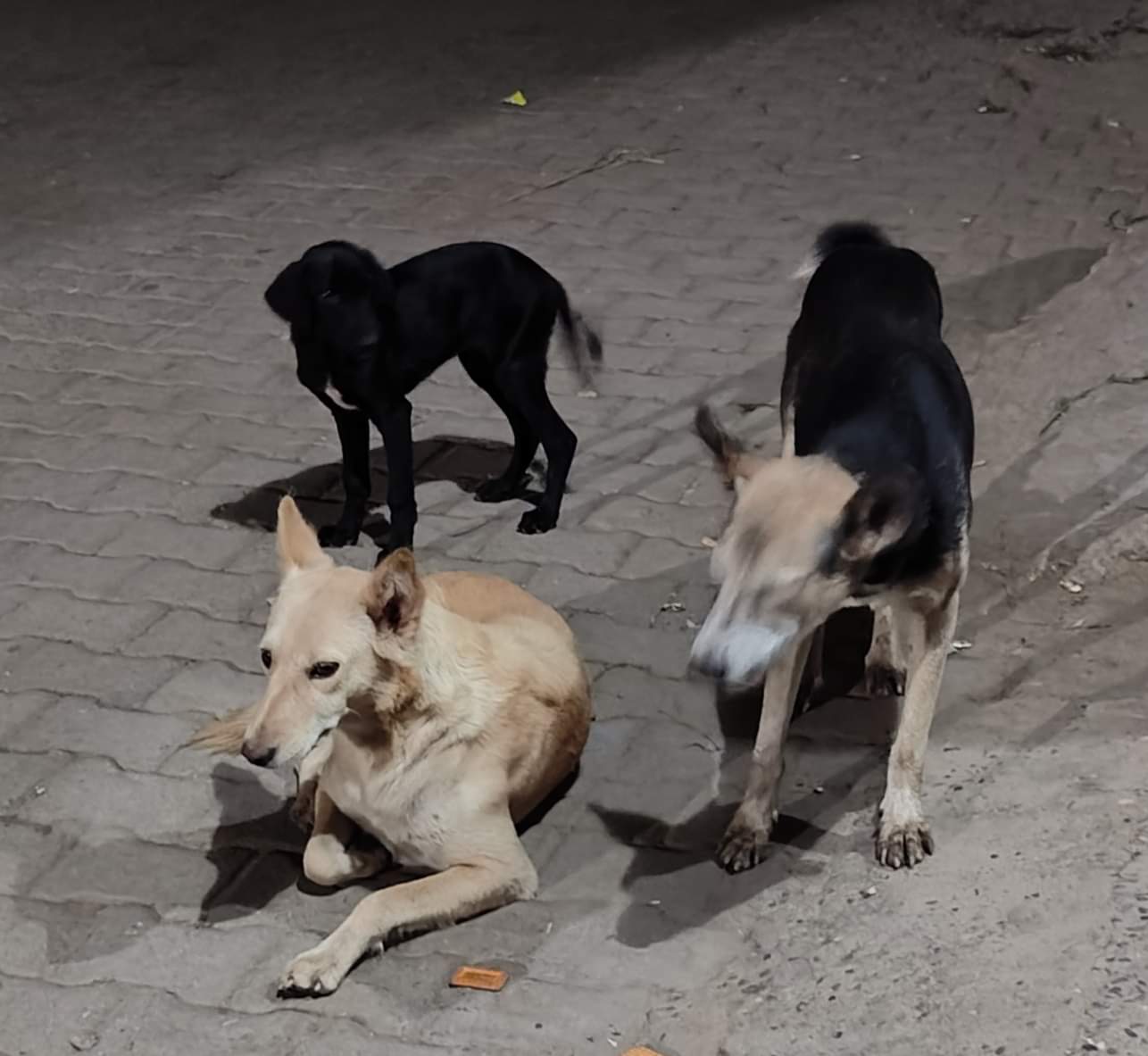 बाबैन। गांव नखरोजपुर की गली में मौजूद कुत्तों का झुंड। संवाद