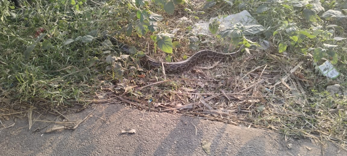 Python spotted on Bhira-Bijua State Highway