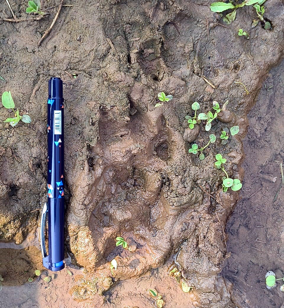 Team arrives to investigate wild animal attack on women