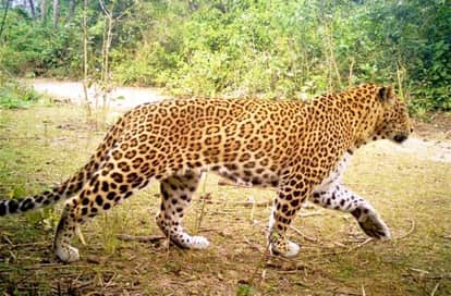 Bijnor: Leopard Enters Truck Cabin in Afzalgarh, Driver Escapes by Jumping