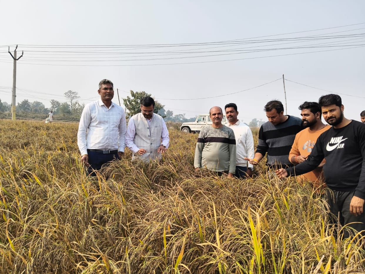 Sugar free black salt crop ready in Belhasa