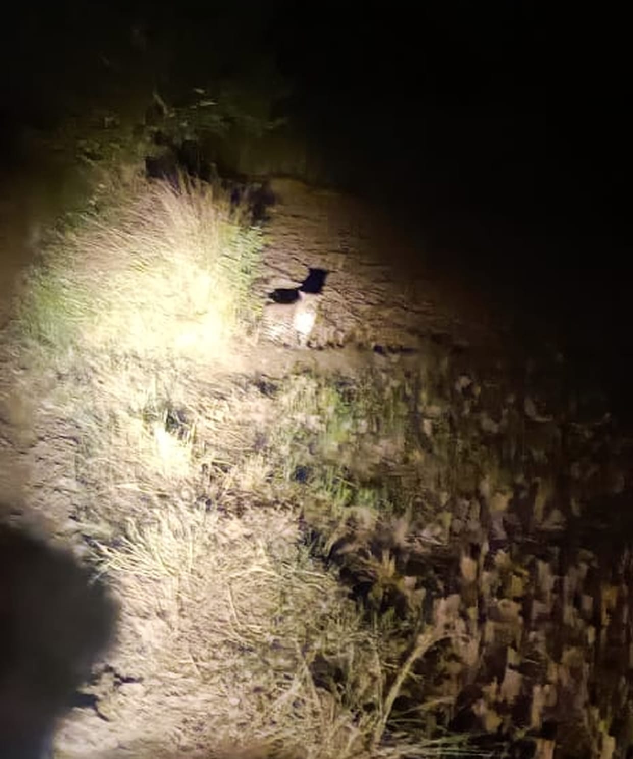Leopard hunts dog, chases farmer in field
