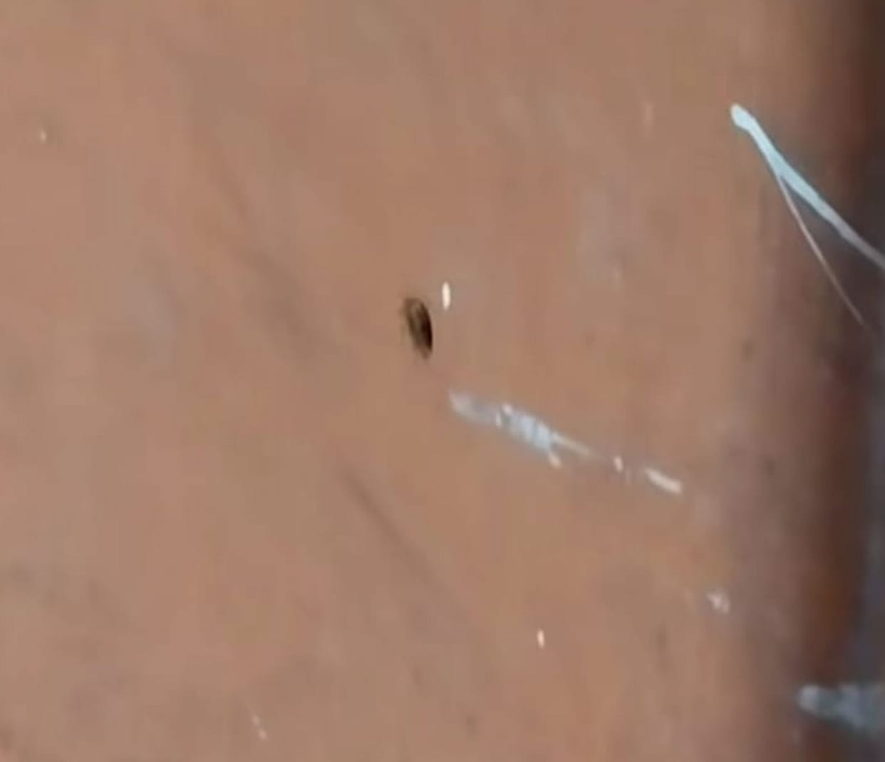 Disease is already causing pain, now cockroaches are increasing the problem.