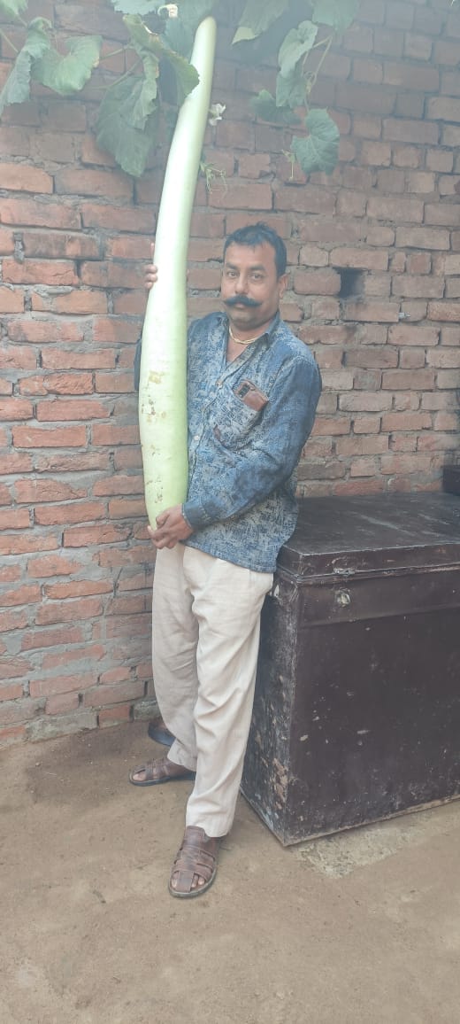 People were surprised to see a four feet long gourd.