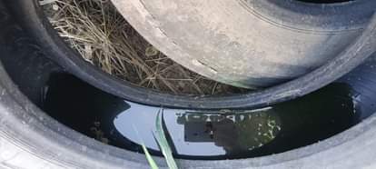 Water stored in tyres poses risk of spreading dengue and malaria