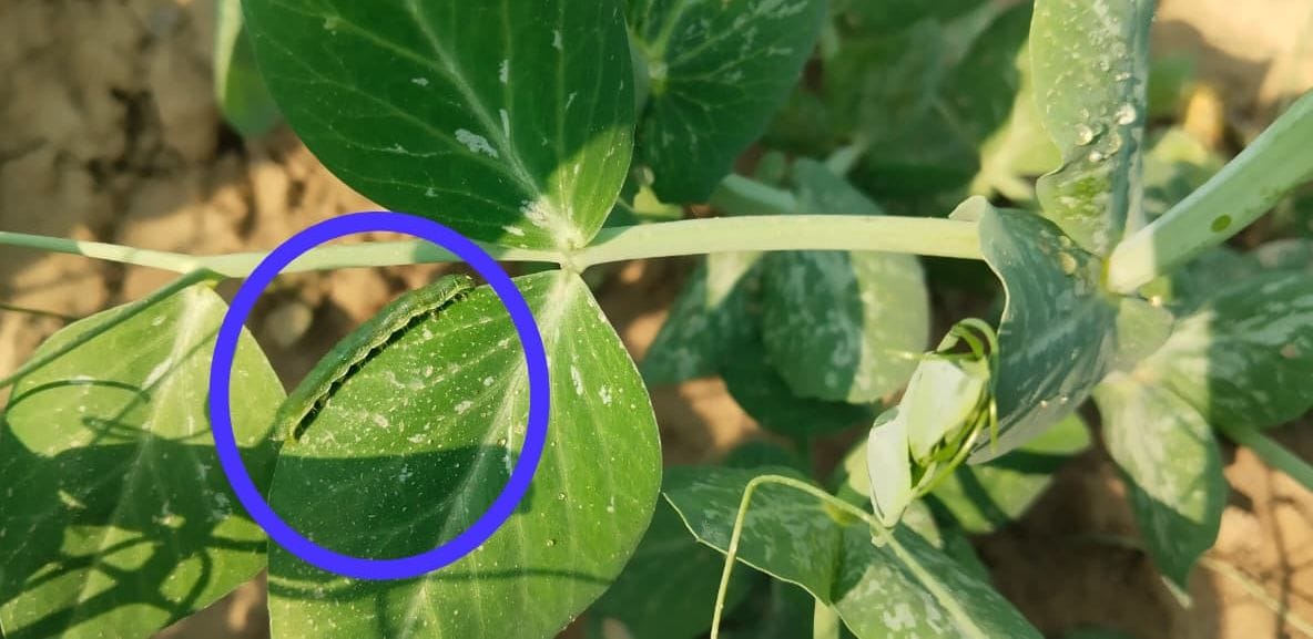 Pea crop attacked by caterpillars and leaf rollers