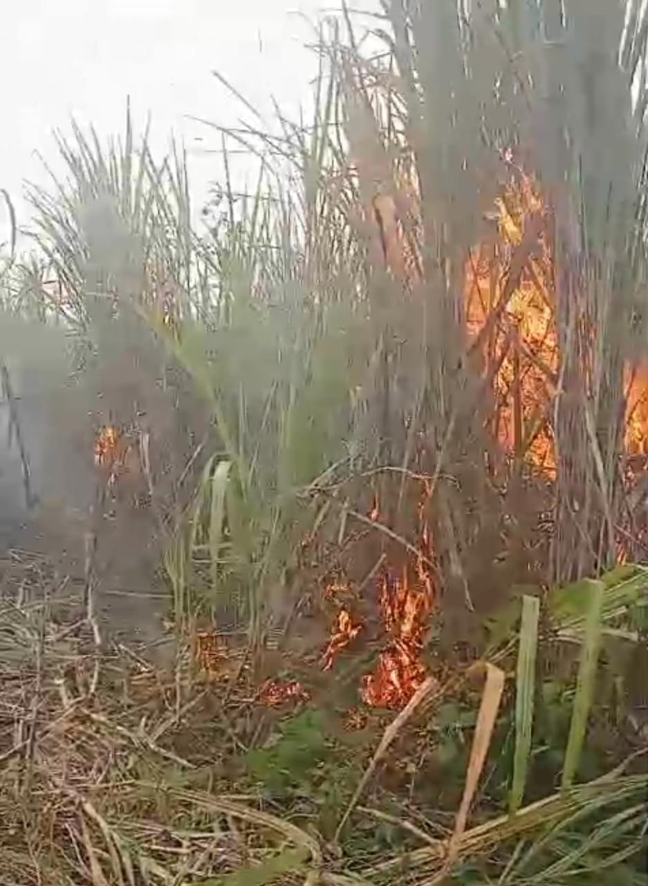 A short circuit caused a fire in the sugarcane fields of eight farmers.
