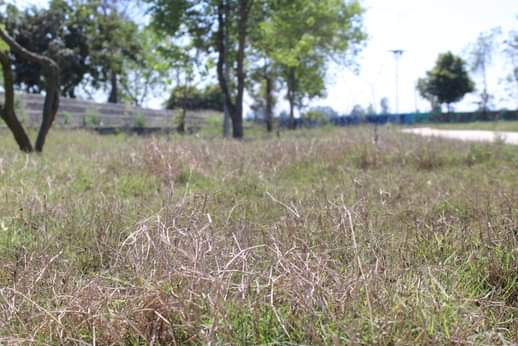 खेल स्टेडियम में उगी बड़ी घास । संवाद