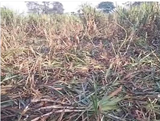 Elephants again trample crops at Chaukhra Farm