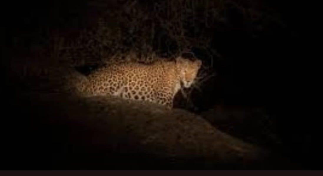 The leopard made a bite of the dog