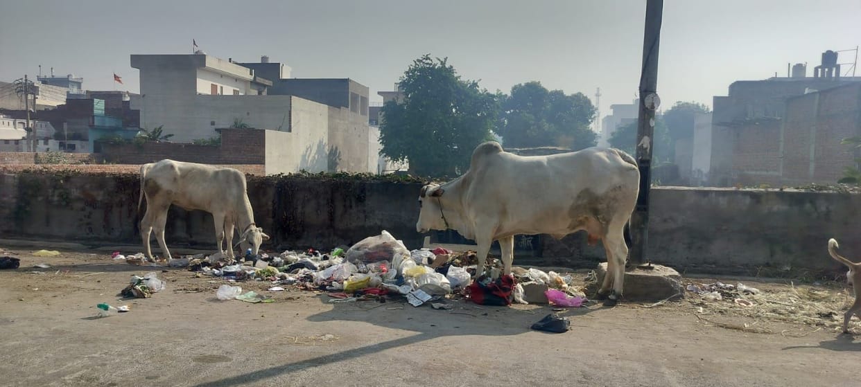 The campaign of the Municipal Corporation to catch stray animals is not proving effective.
