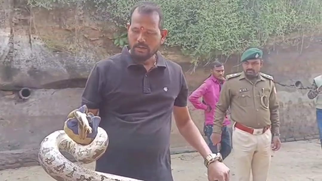 rohtas bihar news: giant python found in rohtas, snake catcher did rescue, rohtas forest department