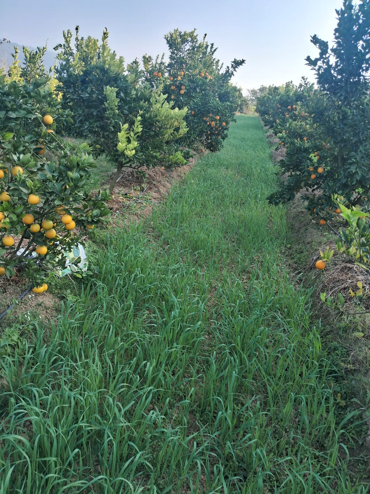 The barren and dry land of lower Himachal Pradesh is yielding green gold.
