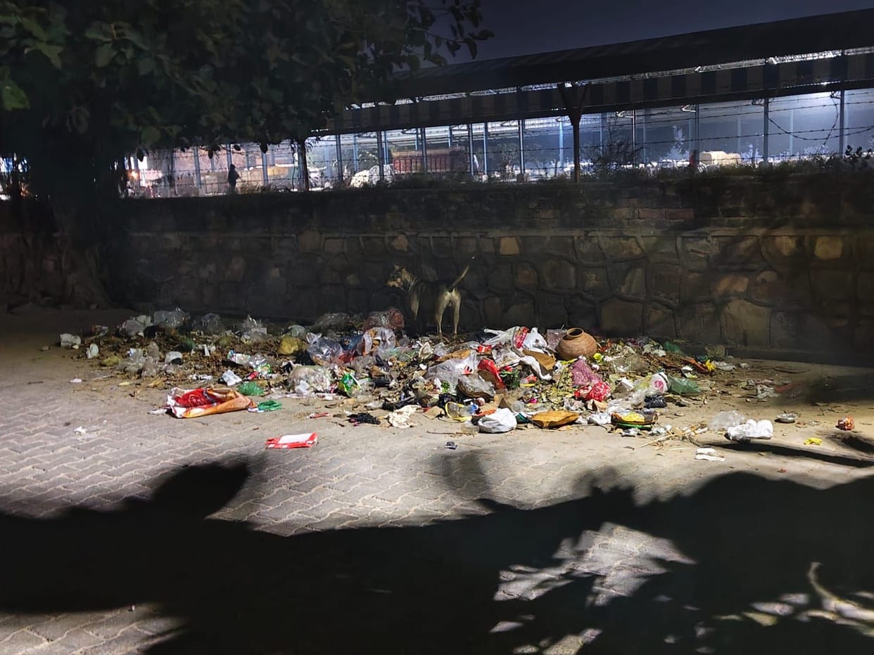 There are heaps of garbage and stray animals everywhere in the city.