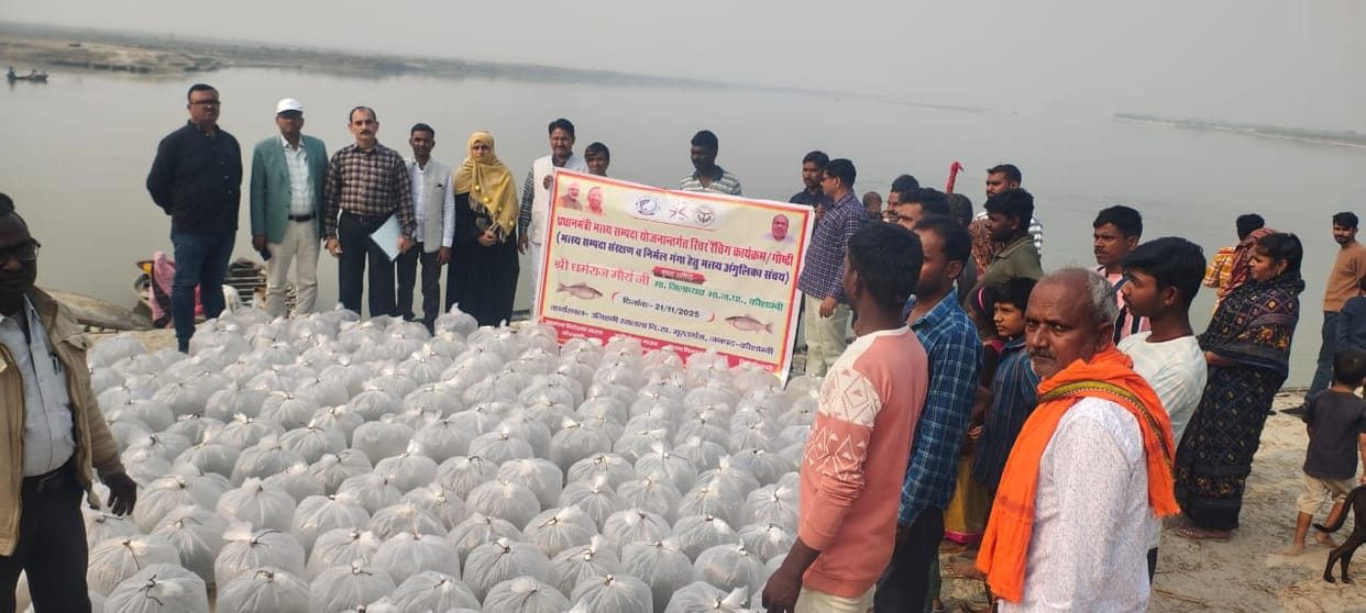 2.35 lakh fish released into Ganga