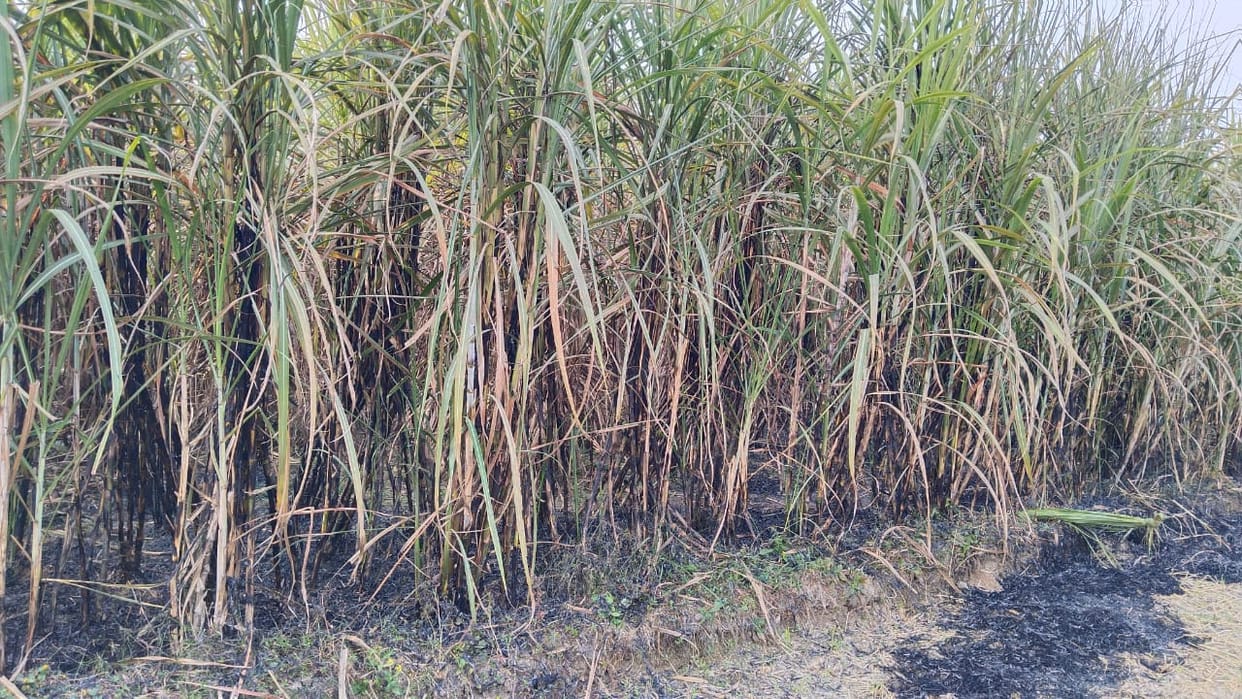 10 bigha sugarcane crop burnt in the fire