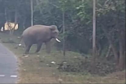 Kotdwar News Elephant Killed elderly man While collect firewood in forest of Lansdowne forest division