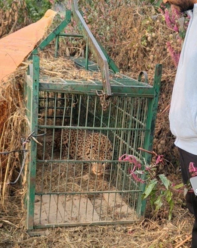 Leopard captured in a cage placed on Gauvishan mound