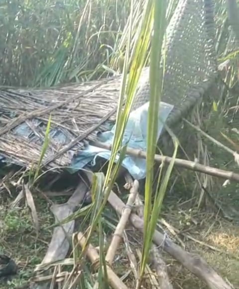 Elephants destroyed scaffolding and destroyed crops in Bhagwantnagar