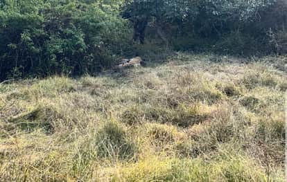 Umaria News: Two-Year-Old Tiger Cub Found Dead Near Kushmah Village, Cause of Death Still Unknown