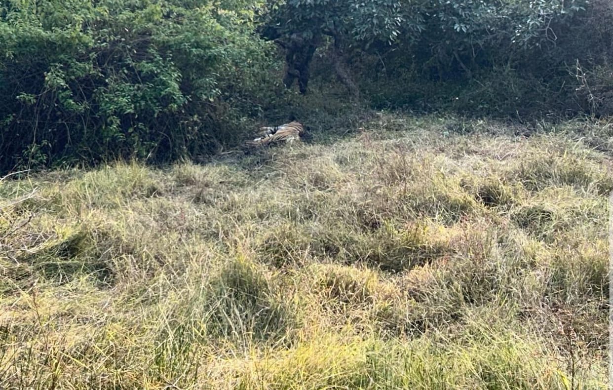 Umaria News: Two-Year-Old Tiger Cub Found Dead Near Kushmah Village, Cause of Death Still Unknown