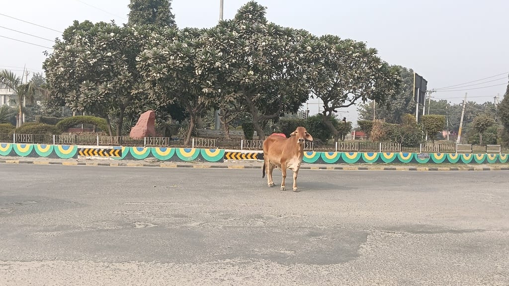 Stray cattle at Noor Mahal Chowk could cause accidents.