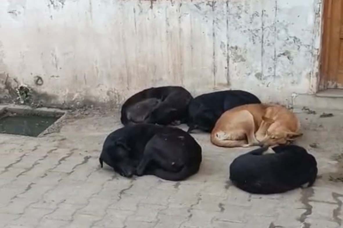 Town residents troubled by pack of stray dogs