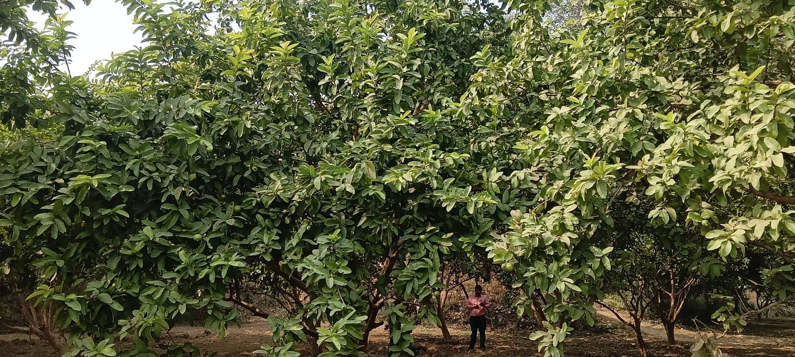 सासनी के बाग में पेड़ पर लगे अमरुद। संवाद