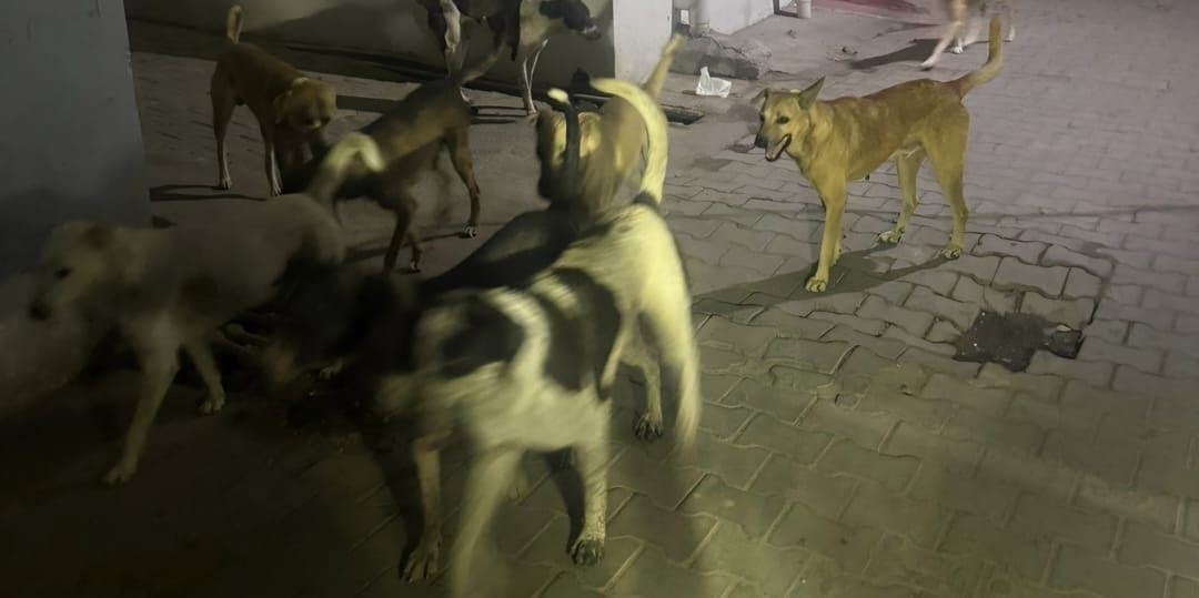 The growing number of stray dogs in Shahabad has terrified residents, with 10 to 15 people being targeted daily.