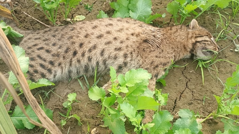 A trap was laid, mistaking it for a leopard cub, but it turned out to be a wild cat.
