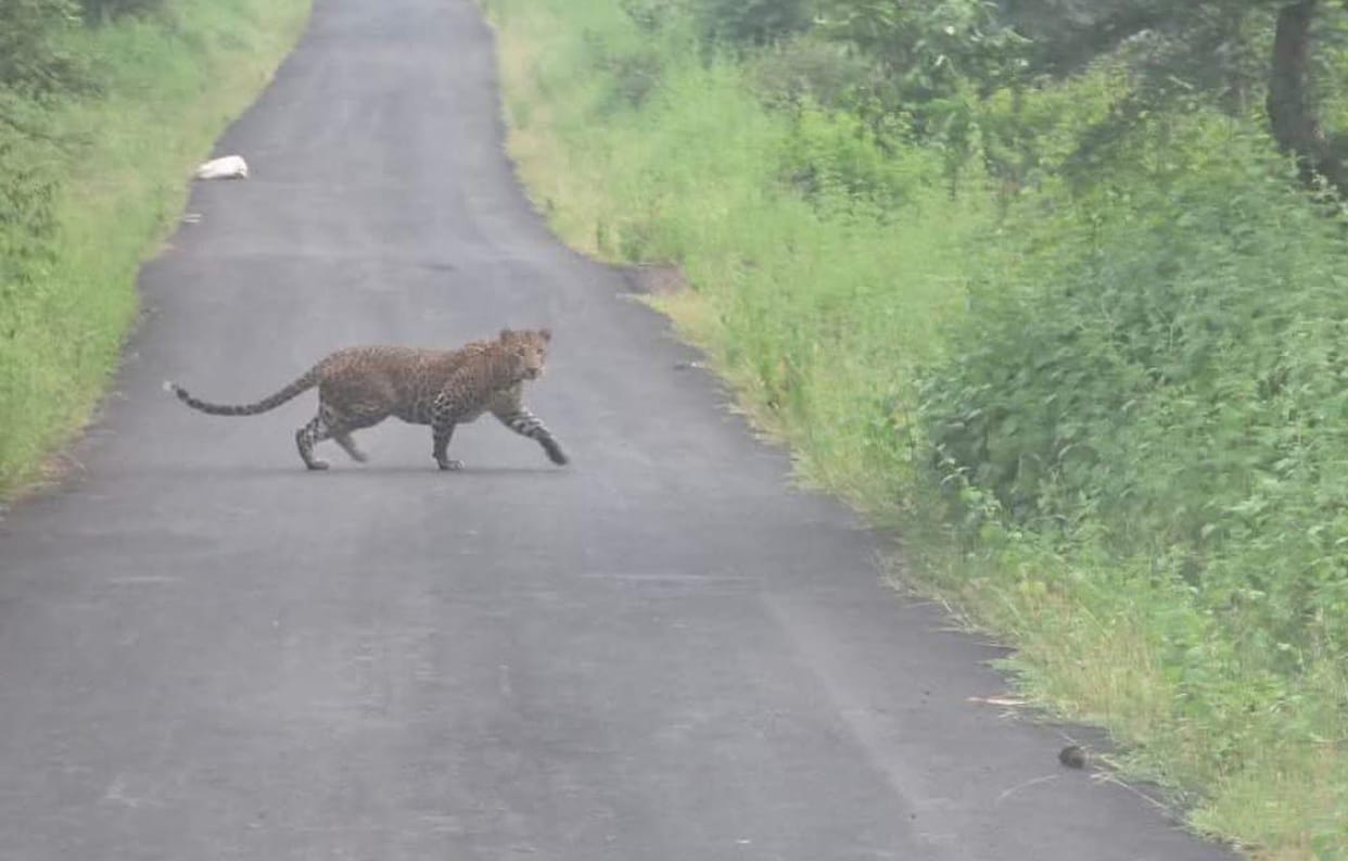 Leopard spotted on road and in field, villagers escape by raising alarm