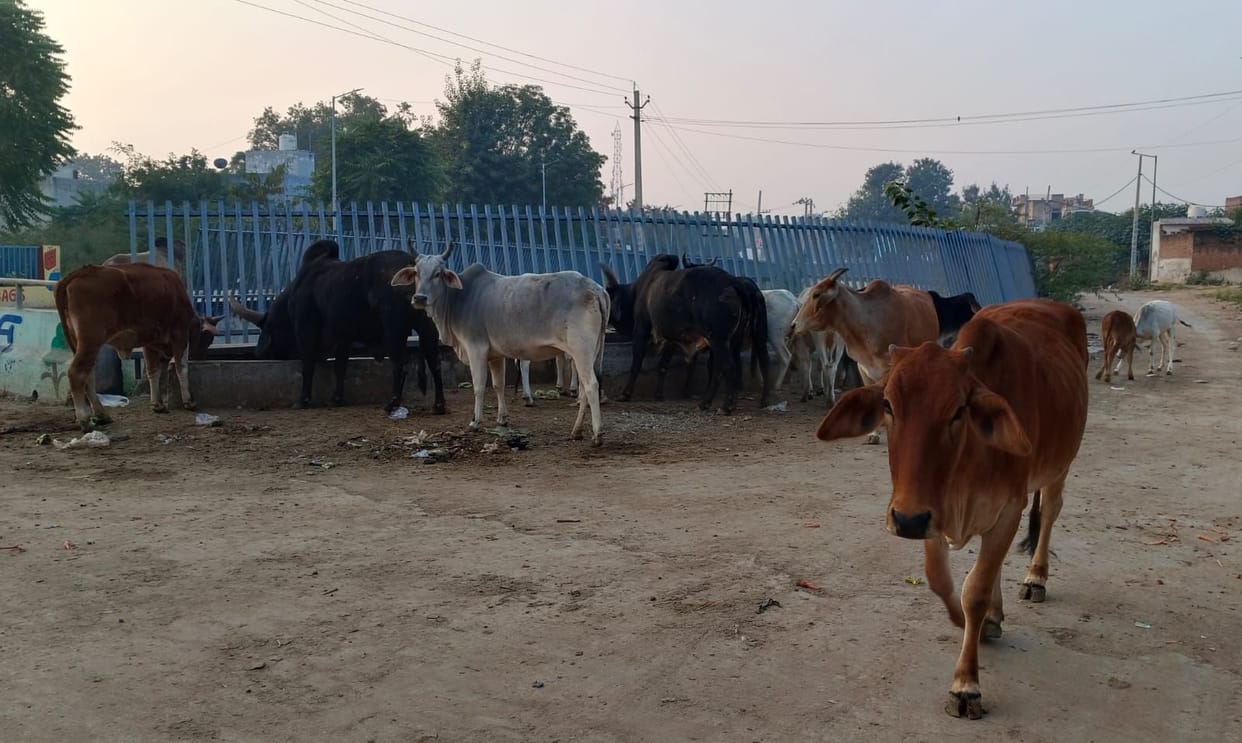 Relief from stray cattle roaming on the road