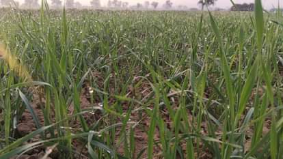 Rabi crops will benefit from the drop in day and night temperatures
