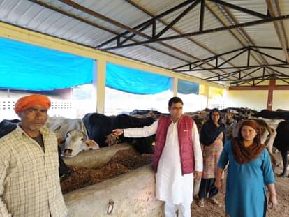 Neither green fodder nor arrangements for protection from cold were found in the cowshed.