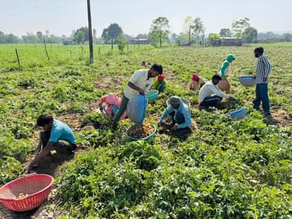 Potato prices reach Rs 1300 per quintal