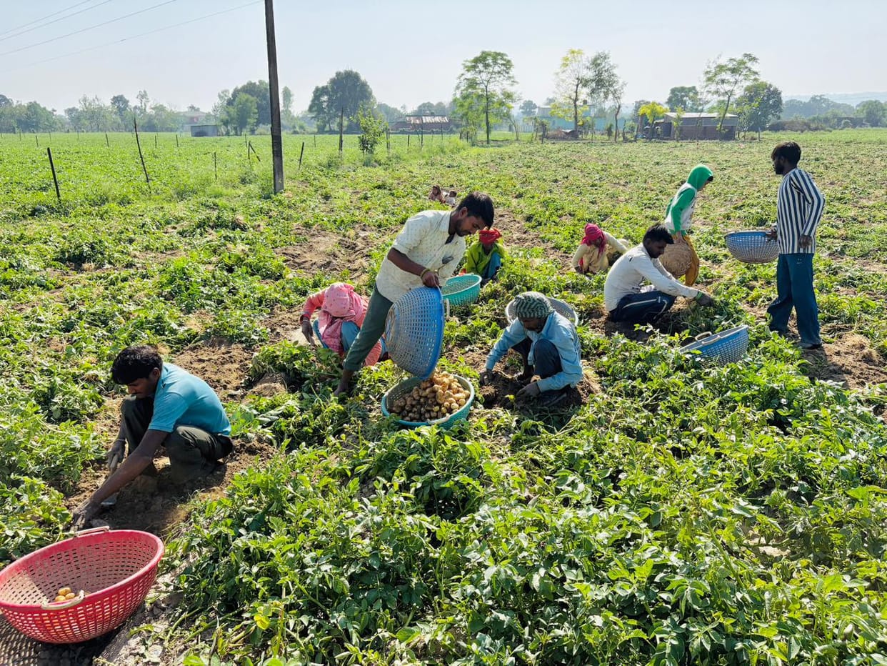 Potato prices reach Rs 1300 per quintal