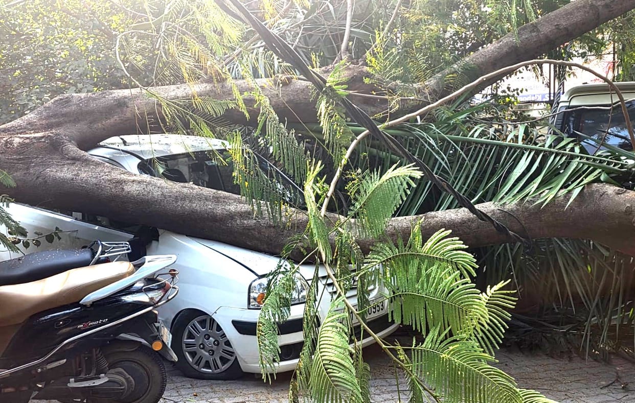 Tree fell on the bonnet of the car, elderly woman sitting inside narrowly escaped