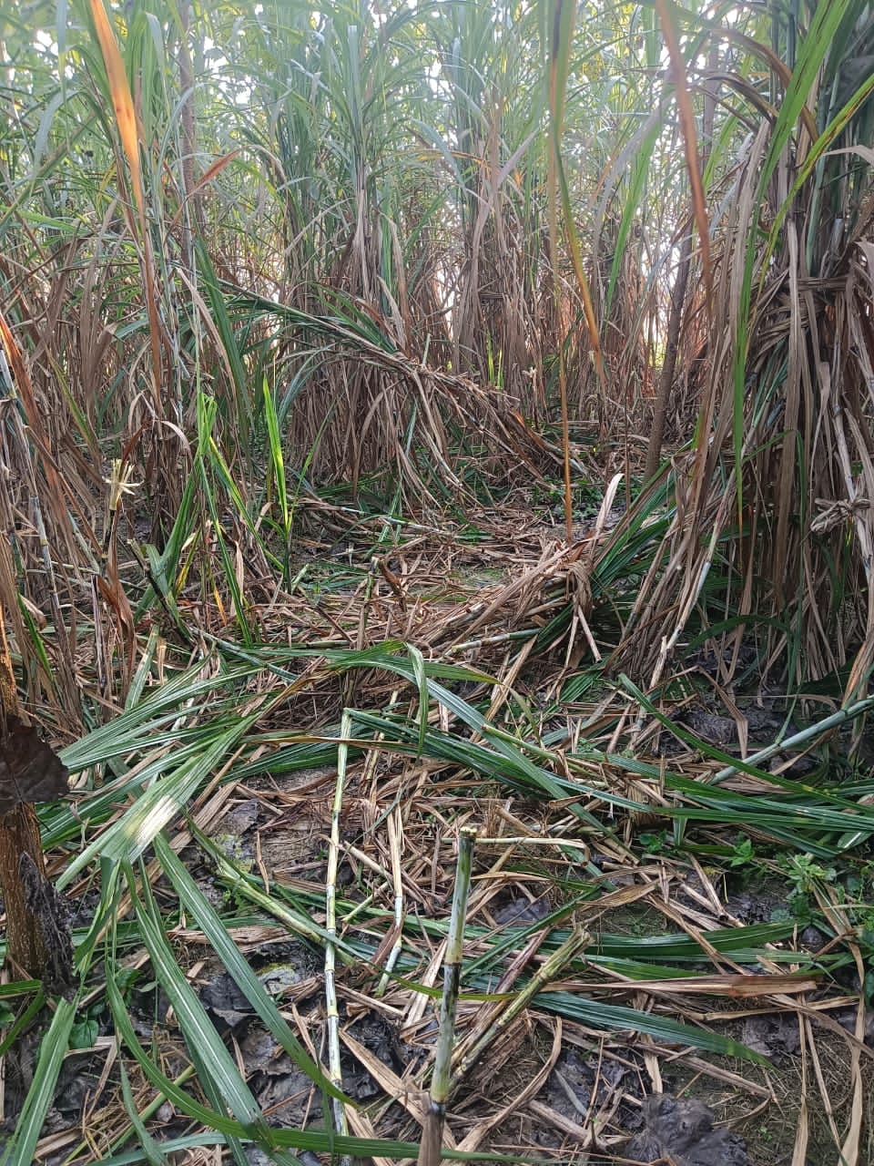 Wild elephants are destroying crops