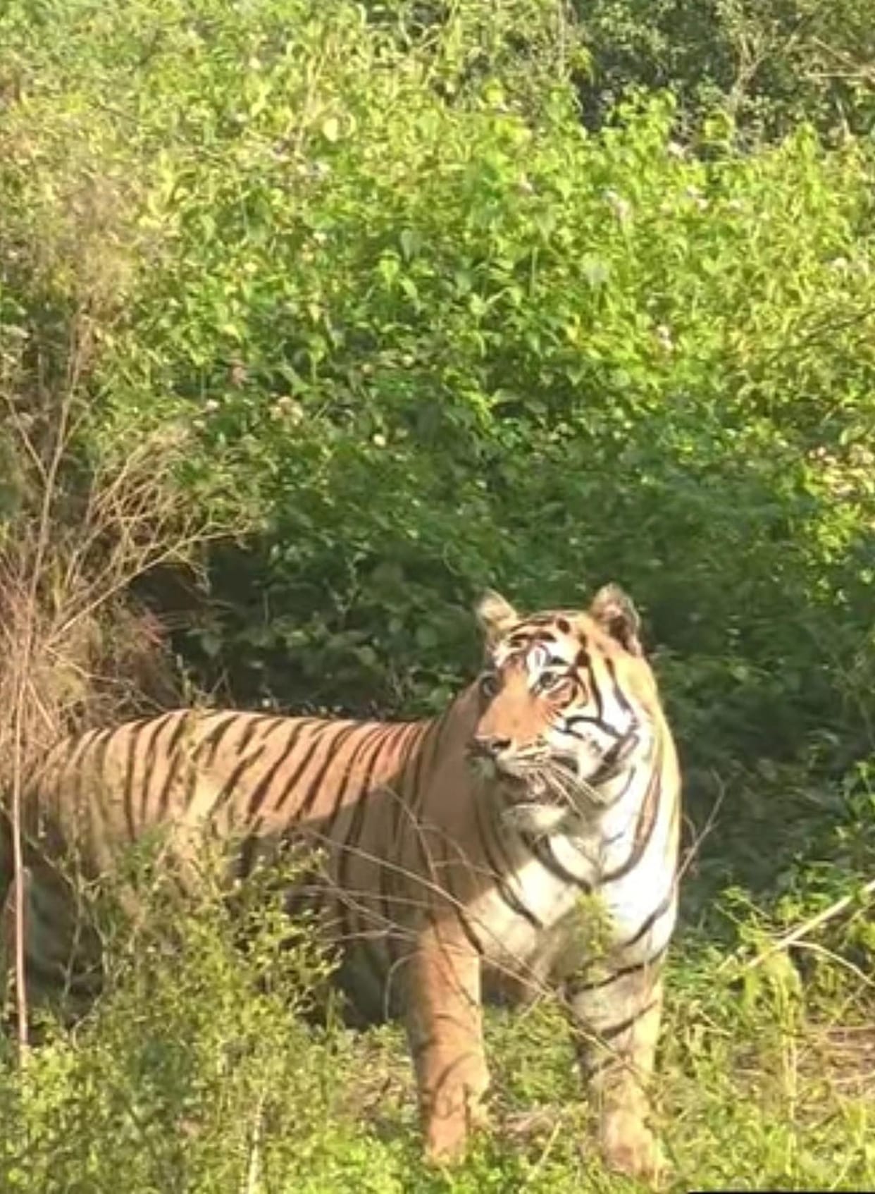 The king of the jungle was seen in Katarniaghat Safari