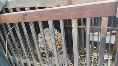 Man-eating leopard in Mongolia captured in cage after 12 days