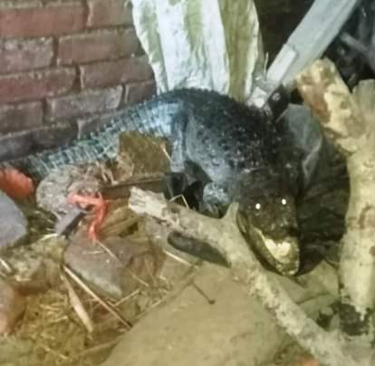 Crocodile enters house, panic ensues
