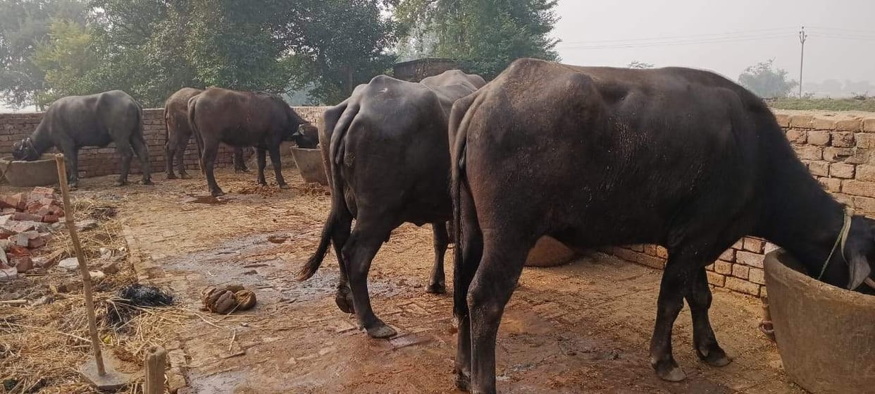 More than 50 cattle fall ill due to foot and mouth disease