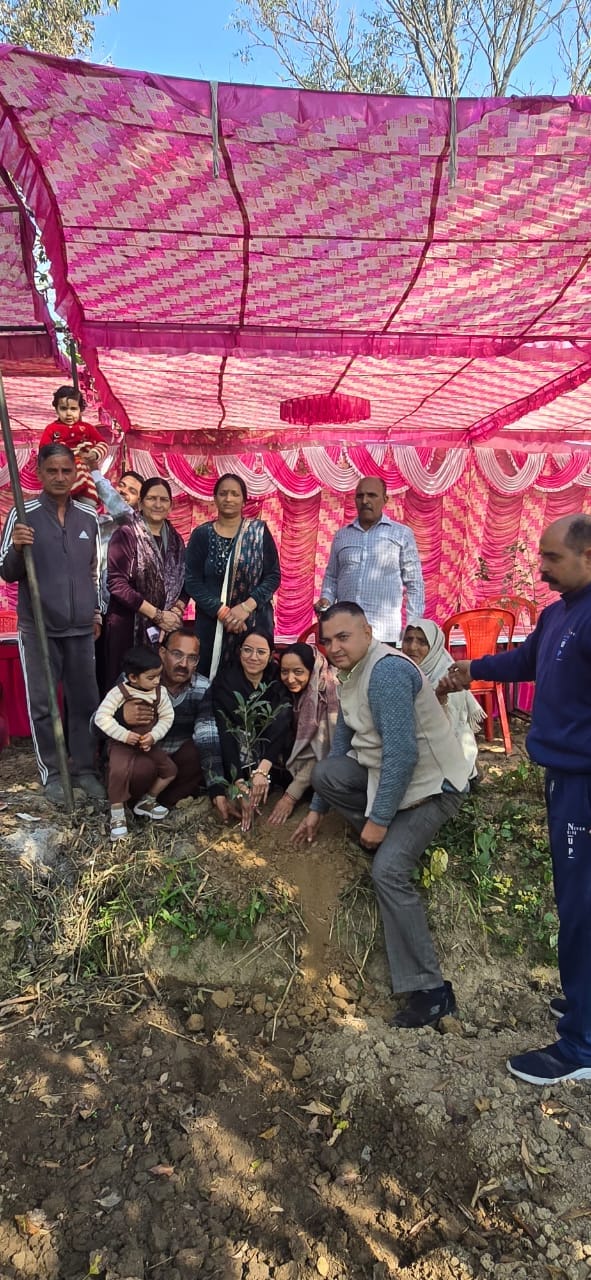 Before tying the knot, the daughters planted trees.