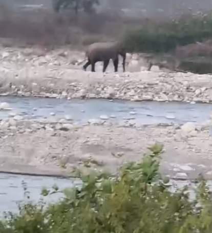 Retired employee attacked by elephant, injured