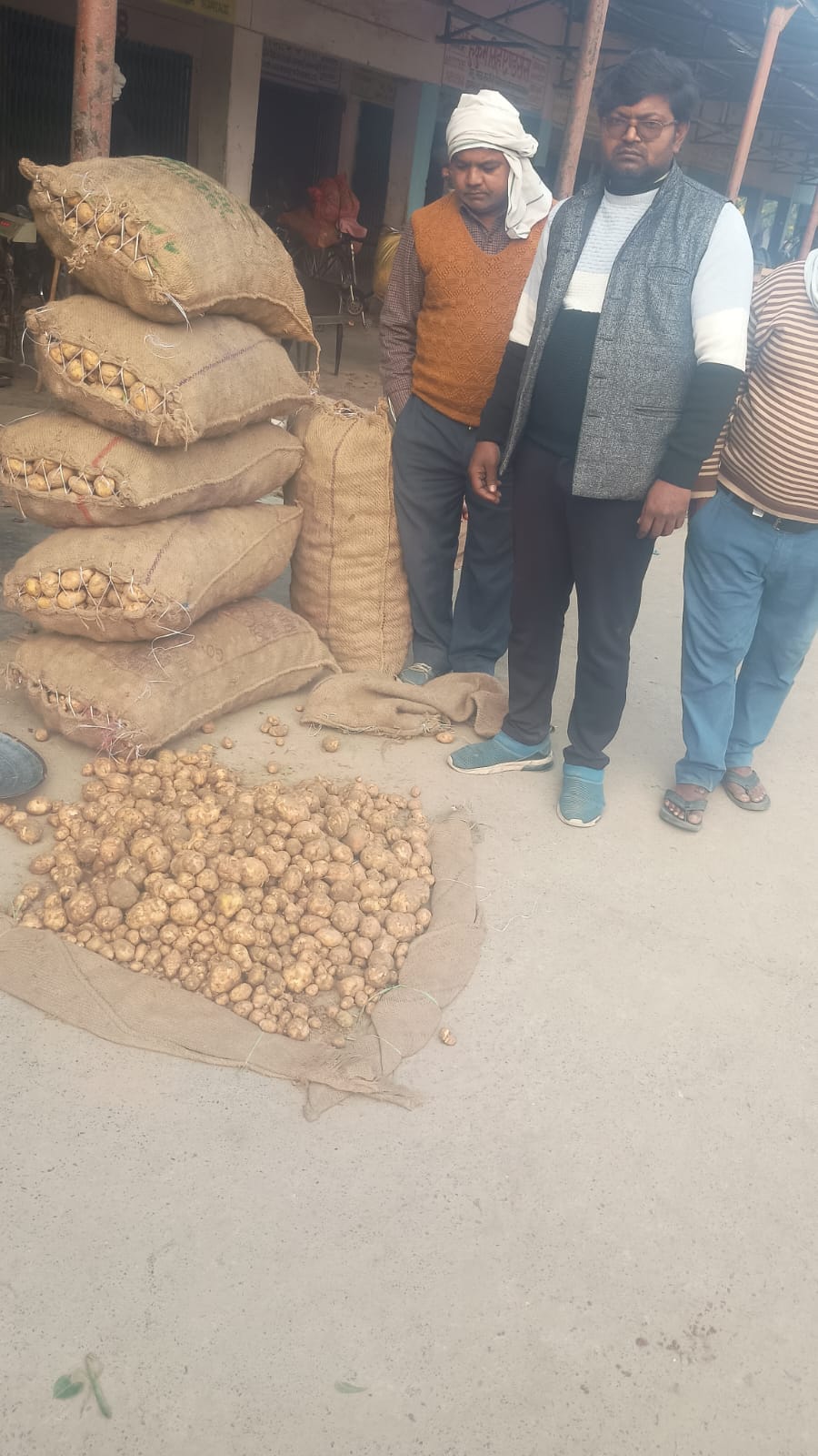 New potatoes arrive in Satanpur Mandi