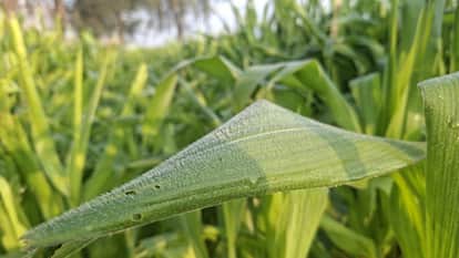 Frost Covers Crops in Sri Ganganagar: Mercury Plunges to 9.9°C, Dense Fog & Icy Winds Grip Region