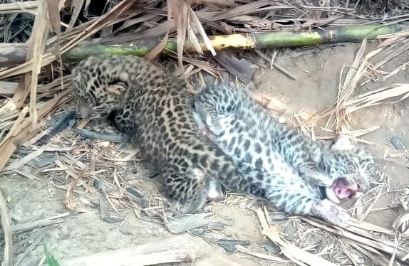 Two leopard cubs found in the Pehruwala forest