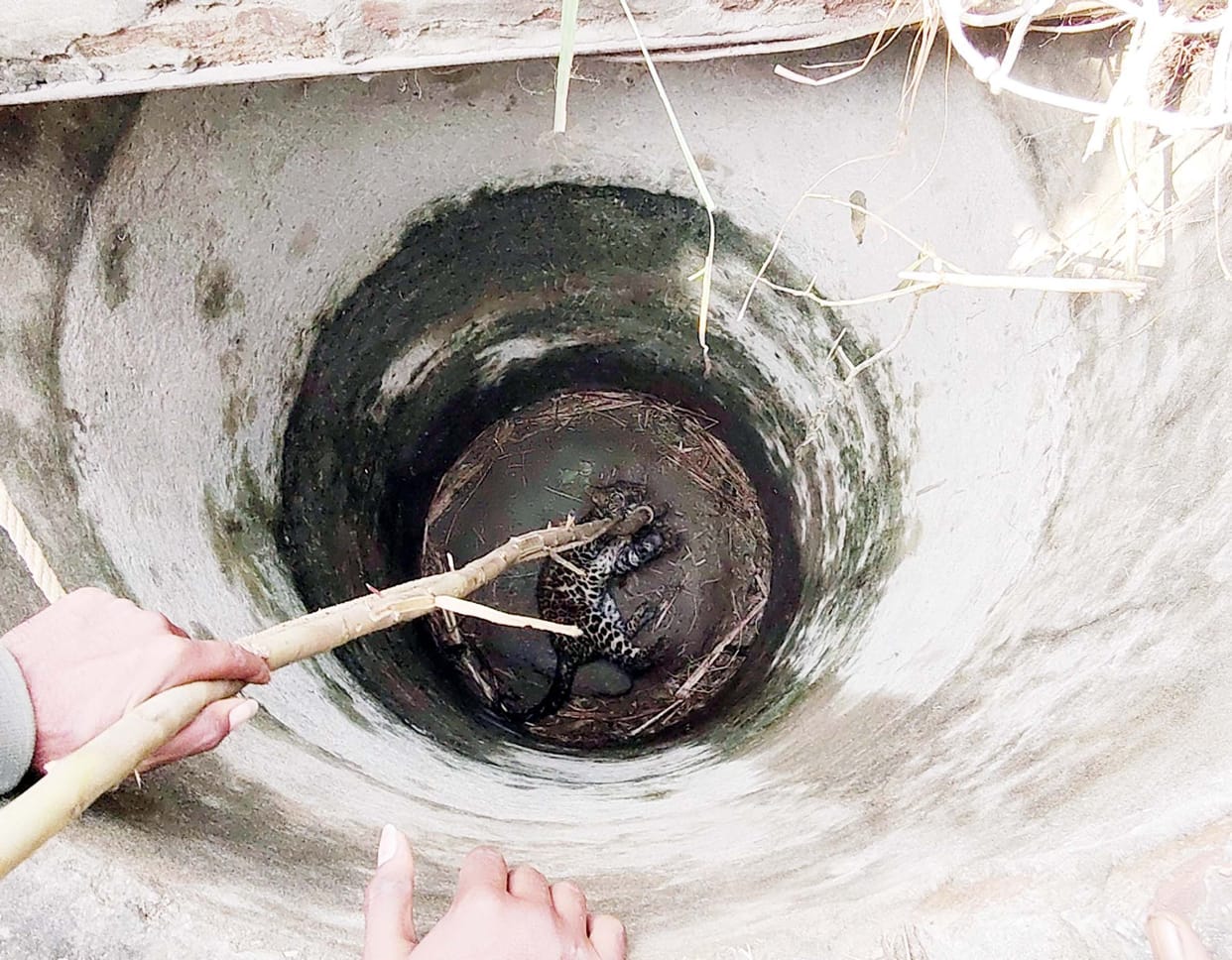 Six-month-old leopard cub falls into a well, rescued with great difficulty